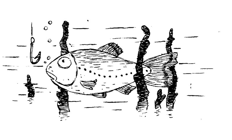 Illustratore Disegnatore Lorenzo Donati Natalori Milano cavedano alborella ugit esca amo alghe lago pesce